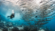 Plus: How to remove its silicone film so it won’t fog. By Annie Crawley A mask is your window to the underwater world. As the single most important piece of scuba gear, it needs to fit correctly. Technological advances have […]
