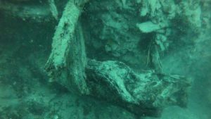 GULF SHORES, Ala. (WKRG) — Researchers are continuing to study