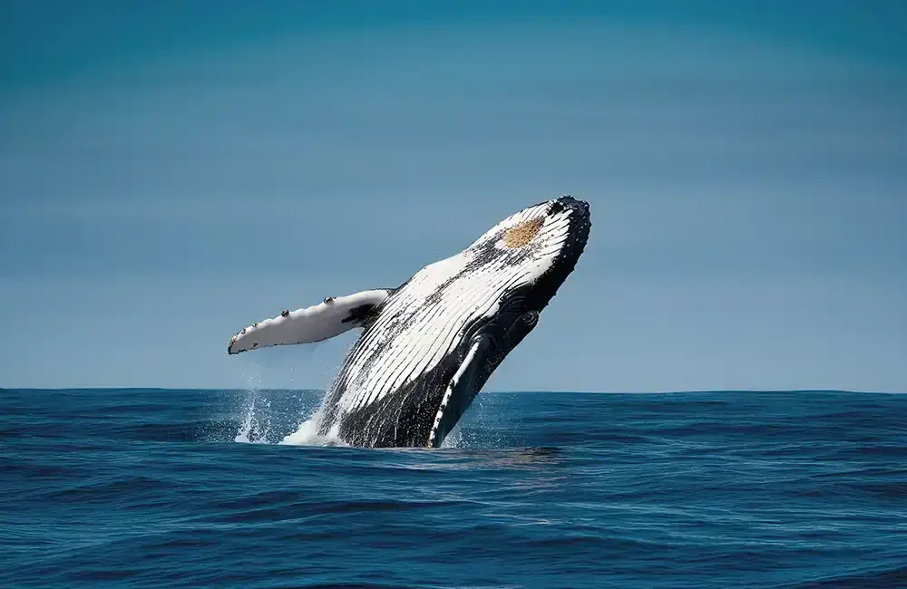 As a collection of rare recordings of whale song from