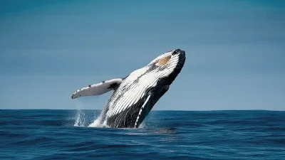 As a collection of rare recordings of whale song from