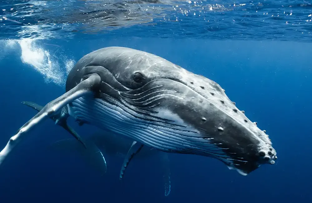 The study, published in Current Biology, used sound and movement