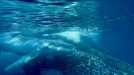 A humpback whale mother and calf (Photo: Marc Quintin) By Mark ‘Crowley’ Russell A new study has found the song of humpback whales is a complex, culturally transmitted behaviour, and is structured in a way that the authors say challenges […]