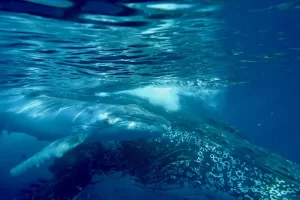 A humpback whale mother and calf (Photo: Marc Quintin) By