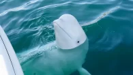 Havldimir the beluga whale was thought to have been trained as a Russian ‘spy’ (Photo: Shutterstock) By Mark ‘Crowley’ Russell A post-mortem examination by Norway’s Veterinary Institute has concluded that Hvaldimir – the beluga whale thought to have been trained […]