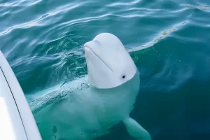 Havldimir the beluga whale was thought to have been trained