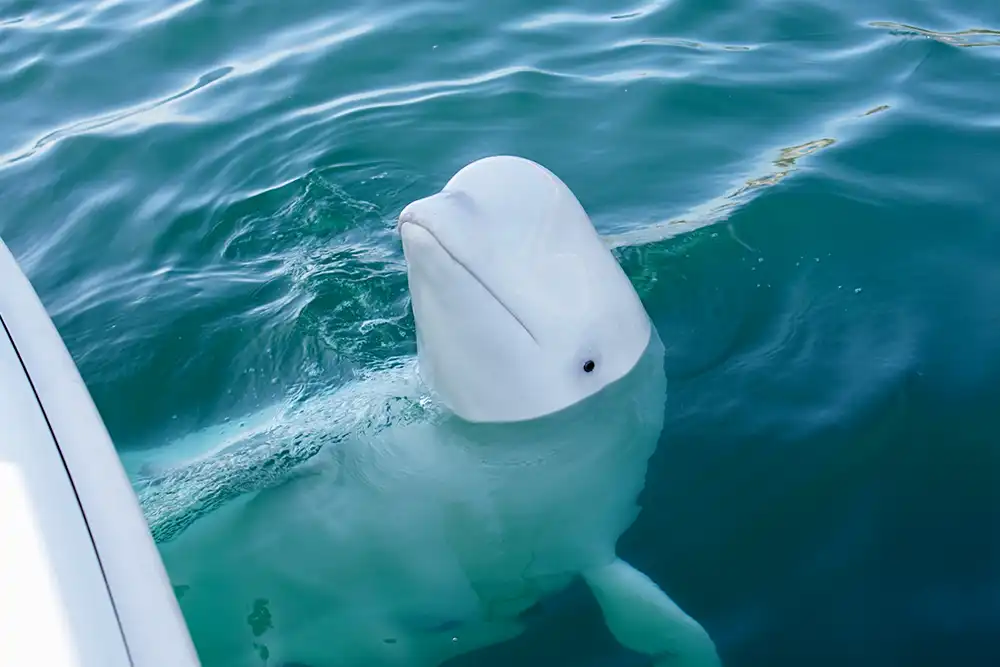 Havldimir the beluga whale was thought to have been trained