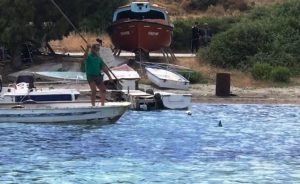 Bodrum’da kıyıya kadar gelen camgöz olduğu tahmin edilen köpek balığını