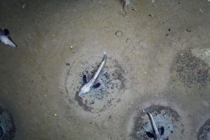 The 60 million icefish nests spread across more than 100