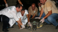 Mersin’de yaralı bulunan 2 deniz kaplumbağası, tedavilerinin ardından mavi suyla buluşturuldu. Sahilde yaklaşık 3 ay önce yaralı oldukları görülen “caretta caretta” cinsi iribaş deniz kaplumbağası ile “chelonia mydas” cinsi yeşil deniz kaplumbağası, ekiplerce Deniz Kaplumbağaları Kurtarma, Rehabilitasyon ve Bilgilendirme Merkezi’ne […]