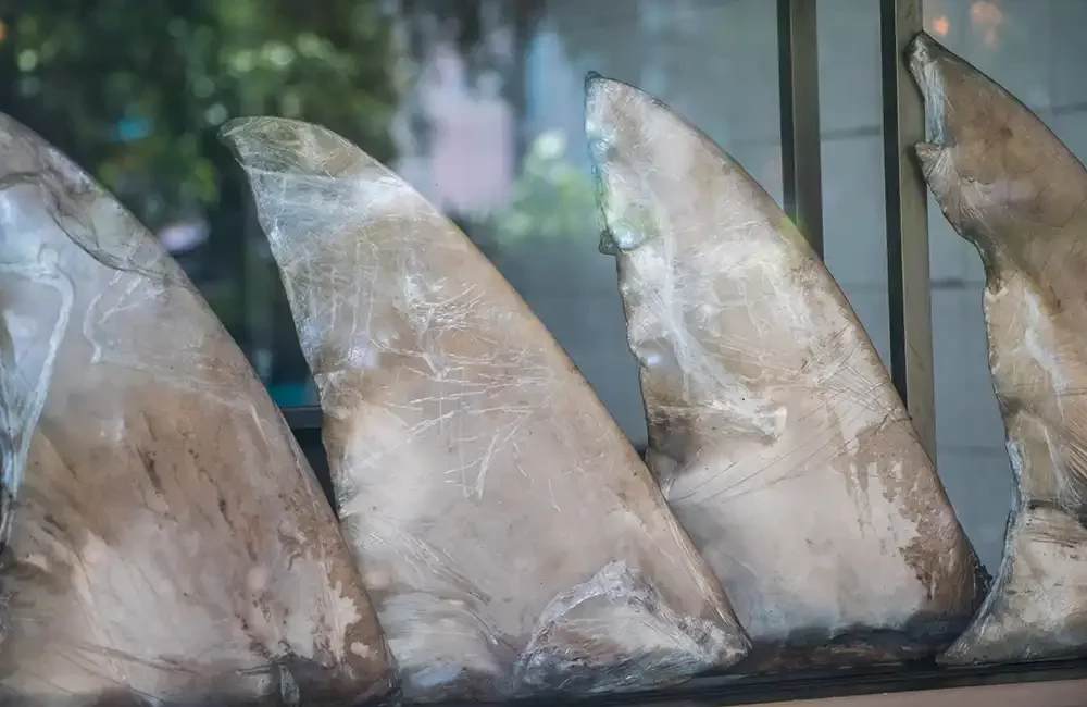 DNA evidence reveals serious non-compliance with global CITES wildlife trade