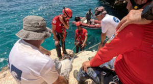 Nesli tükenen hayvanlar denildiğinde ilk akla gelen deniz memelisi Akdeniz