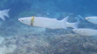 By Joelle Goldstein A woman is urging people to take care of the environment after she recently found a fish with a gold ring caught around its neck. Susan Prior confirmed in a blog post on Tuesday that she was […]