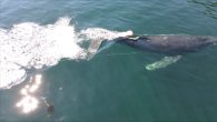 VANCOUVER — Marine mammal rescue groups and federal fisheries officials are working against time in waters off the coast of British Columbia to save three humpback whales entangled in fishing gear. The first entangled animal, named Checkmate, was seen Saturday […]