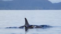 PORT HARDY — Who doesn’t love a first baby of the year story? But have you heard about the first baby orca of 2021? Five days into 2021, researchers spotted a new calf, hopping along beside its mother off northern […]