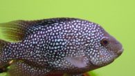 Newswise — CLEVELAND—A Case Western Reserve University scientist has played the lead role in identifying an invasive species related to one already threatening other fish in the waters of the southern United States. That discovery tells natural-resource managers and conservationists […]
