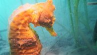 LONG BEACH, Calif. (KABC) — Roger Hanson has been diving for over 30 years, so he knew it was odd when he spotted a Pacific seahorse in Alamitos Bay in Long Beach around four years ago. “They are very, very […]