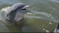 SAVANNAH, Ga. (WSAV) – Video taken by a local woman of a dolphin playfully approaching her boat, got a lot of positive feedback on social media. Many who watched it described the dolphin as cute or adorable. But Dr. Tara […]