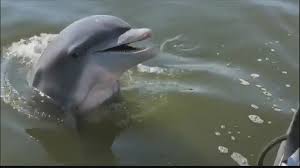 SAVANNAH, Ga. (WSAV) – Video taken by a local woman
