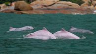 Zheng Ruiqiang is a marine biologist based at Shantou University in southern China. He’s been studying Indo-Pacific humpbacks for the past ten years. Often referred to as the Chinese white dolphin, the species is listed as vulnerable on the IUCN’s […]