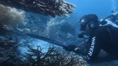 Endonezya’nın Raja Ampat bölgesinde nesli kritik derecede tehlike altında olan