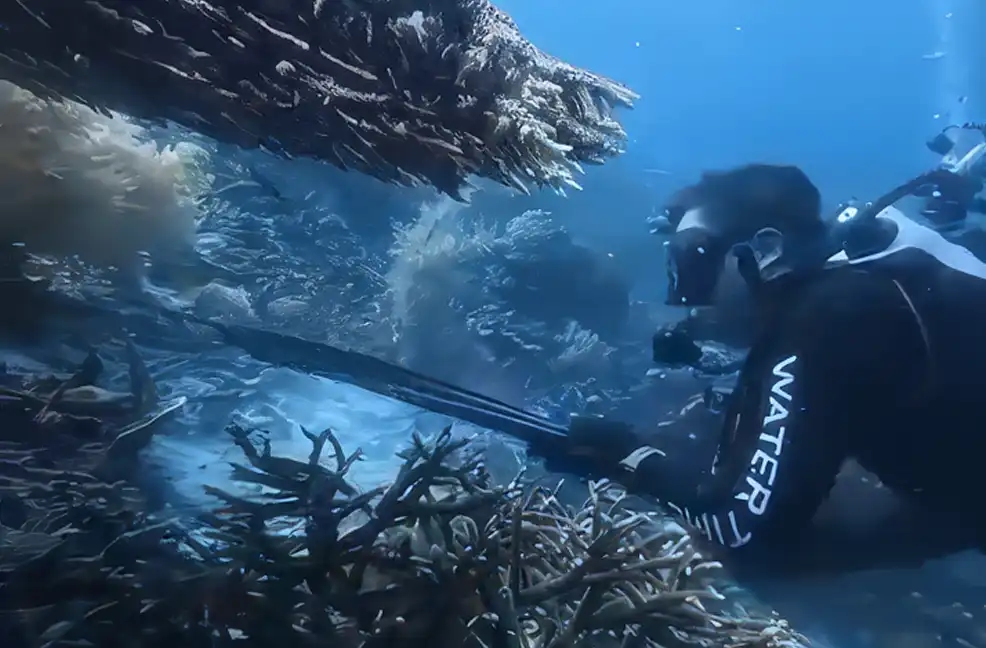 Endonezya’nın Raja Ampat bölgesinde nesli kritik derecede tehlike altında olan