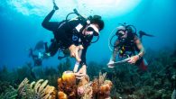 A Caribbean marine park is fighting back against this lethal coral threat. By Antonio Busiello It starts with a small white spot, and in a few weeks, a beautiful, bright-colored coral that took years to grow can end up as […]