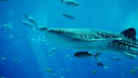 Professional videographer and researcher of the ocean Jonathan green published a video in social networks where you hear the voice of the whale shark. As it became known the man heard the incredible sound of the whale shark late in […]