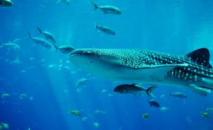 Professional videographer and researcher of the ocean Jonathan green published