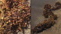 Marmara Denizi’ndeki deniz salyası kâbusunun ardından İzmir’in Dikili İlçesi kıyılarında da ‘sargassum’ türü yosunlar görülmeye başladı. Biyolog Prof. Dr. Barbaros Çetin, çürümüş yumurta gibi kokan bu yosun türünün deniz ekosistemini hızla çökertebileceğini ve turizm faaliyetlerini sekteye uğratabileceğini söyledi. Marmara’da görülen […]