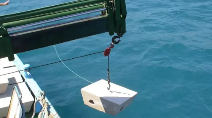 İzmir Körfezi’nde sık görülen ahtapotların sayısı giderek azaldı. EÜ Su