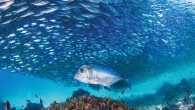 The author’s homestay on the tiny island of Arborek (Photo: Todd Aki) Writer and photographer Todd Aki compares back-to-back week-long dive trips to Raja Ampat, staying in a humble homestay, then at a luxury resort Words and photographs by Todd […]