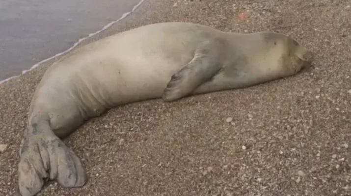 Yunanistan’da bakım altında bulunduğu havuzdan kaçıp geldiği Antalya’da sahilde dinlendiği