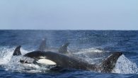 By Chris King AFTER a string of attacks by killer whales on sailboats this year off the coast of Cadiz, an expert who regularly dives with the orcas has put forward his theory about these attacks Francisco Gil has been […]