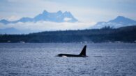 The federal government is putting $3.1 million into projects aimed at reducing underwater noise from vessels to protect marine mammals like southern resident killer whales. These endangered whales use echolocation, and increased tanker traffic brought on by the Trans Mountain […]