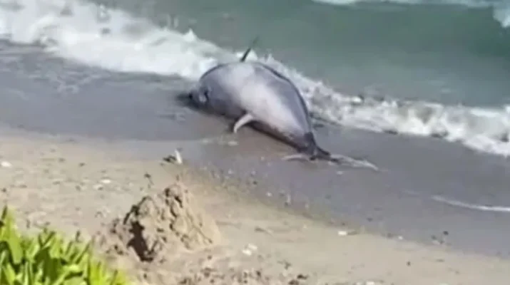 Çeşme Boyalık sahilinde son günlerde her gün ölü orkinos balıklarının