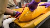It was a fish out of water situation — literally — when a koi underwent a medical procedure at the San Diego Zoo recently. The approximately 35-year-old koi had three masses removed from its body in mid-May, the San Diego […]