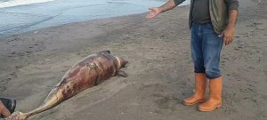 Düzce Akçakoca Çayağzı sahil mevki’inde 2 metre boyunda yunus kurşunlanarak
