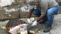 Kuşadası’nda iki gün arayla biri Chelonia mydas türü yeşil kaplumbağa, diğeri ise caretta caretta türü iribaş deniz kaplumbağası olmak üzere iki kaplumbağa sahilde ölü olarak bulundu. Caretta caretta türü kaplumbağanın 45 yaşında olduğu tespit edildi. Kuşadası Eko Sistemi Koruma ve […]