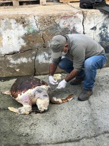 Kuşadası’nda iki gün arayla biri Chelonia mydas türü yeşil kaplumbağa,
