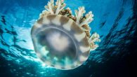 Stinging upside-down jellyfish may not be something you want to touch, but they could be used to make scaffolds for healing skin. “We found that an abundant jellyfish species, Cassiopea andromeda, in the Gulf of Mexico is similar in structure […]