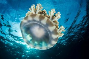 Stinging upside-down jellyfish may not be something you want to
