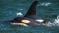The National Oceanic and Atmospheric Administration (NOAA) unveiled new “action plans” on Thursday, to ensure the recovery of five endangered species, for a list that includes Southern Resident orcas. The Puget Sound region’s orcas first appeared on the endangered list […]