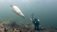 The Wildling Museum is inviting the public to attend a virtual event honoring the museum’s Wilderness Spirit Awardee — renowned underwater photographer Richard Salas. The event will take place from 4 to 5 p.m. June 6 and will feature live […]