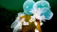 These hermaphroditic can swallow their food whole and smell like a watermelon Jolly Rancher. By Patrick Webster Of all the countless charismatic critters that divers rally around to love and support, nudibranchs enjoy a formidable cult following.  Nudibranchs, named for […]