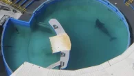 A still from the footage of Lolita the orca in her tiny tank at Miami Seaquarium (Photo: Free Lolita the Orca!/Facebook) Miami Seaquarium, the former home of the orca known as Lolita, who tragically died in 2023, has launched legal […]