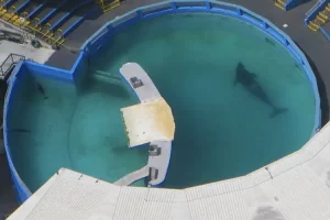 A still from the footage of Lolita the orca in