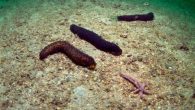 Sevgili Dalışsever arkadaşlarım, geçen yaptığım bir sunumda deniz hıyarları konusunda soru gelmişti.TSSF olarak 17.01.2018 tarihinde konu ile ilgili Tarım Bakanlığı’na yazdığımız yazı ve gelen cevabı ekte görebilirsiniz.Bildiğiniz üzere son günlerde yaşanan yoğun dekompresyon hastalığı vakaları deniz hıyarı avcılığını yine gündeme […]