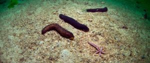 Sevgili Dalışsever arkadaşlarım, geçen yaptığım bir sunumda deniz hıyarları konusunda