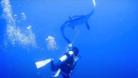 The manta appears to thank them after it’s freed. By Melissa Smith It’s not every day a manta ray swoops in on a dive in Bonaire, but one recently turned a routine dive into an unforgettable experience when it approached […]
