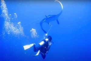 The manta appears to thank them after it’s freed. By